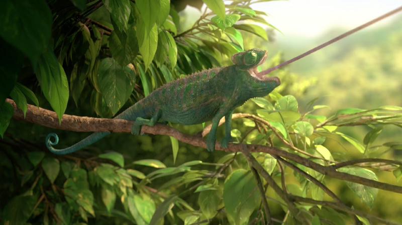 Our wonderful Nature (The common chameleon)
